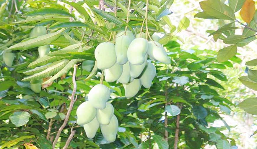 Compensation for maa farmers