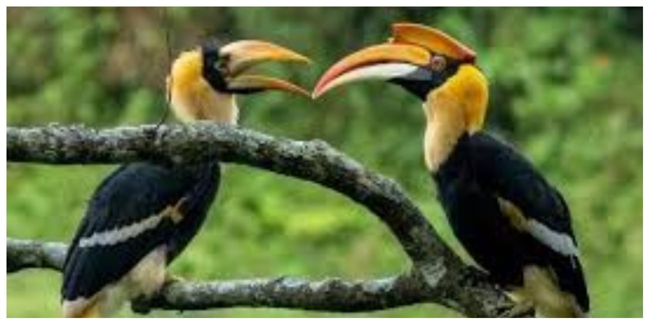 Hornbill Conservation Centre