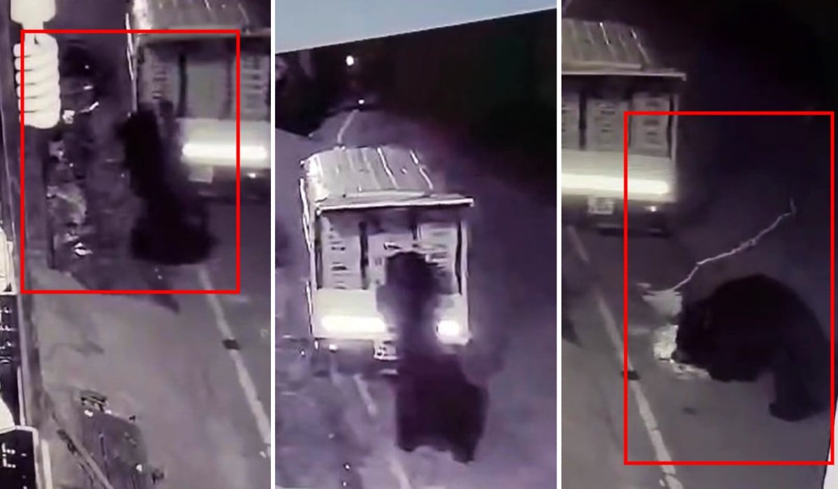 Bear open milk truck and tastes milk video viral