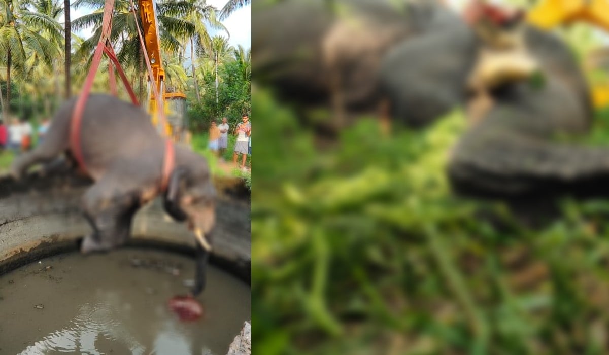 An elephant fell into a ground-level well and died