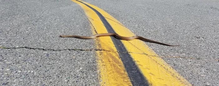World Snake Day July 16th 2025