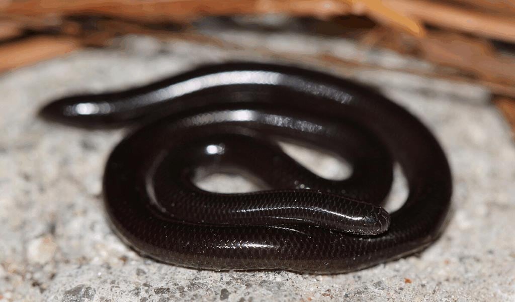 World Snake Day July 16th 2025