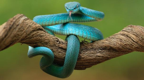 World Snake Day July 16th 2025