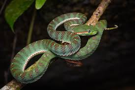 World Snake Day July 16th 2025