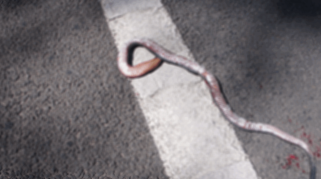 World Snake Day July 16th 2025