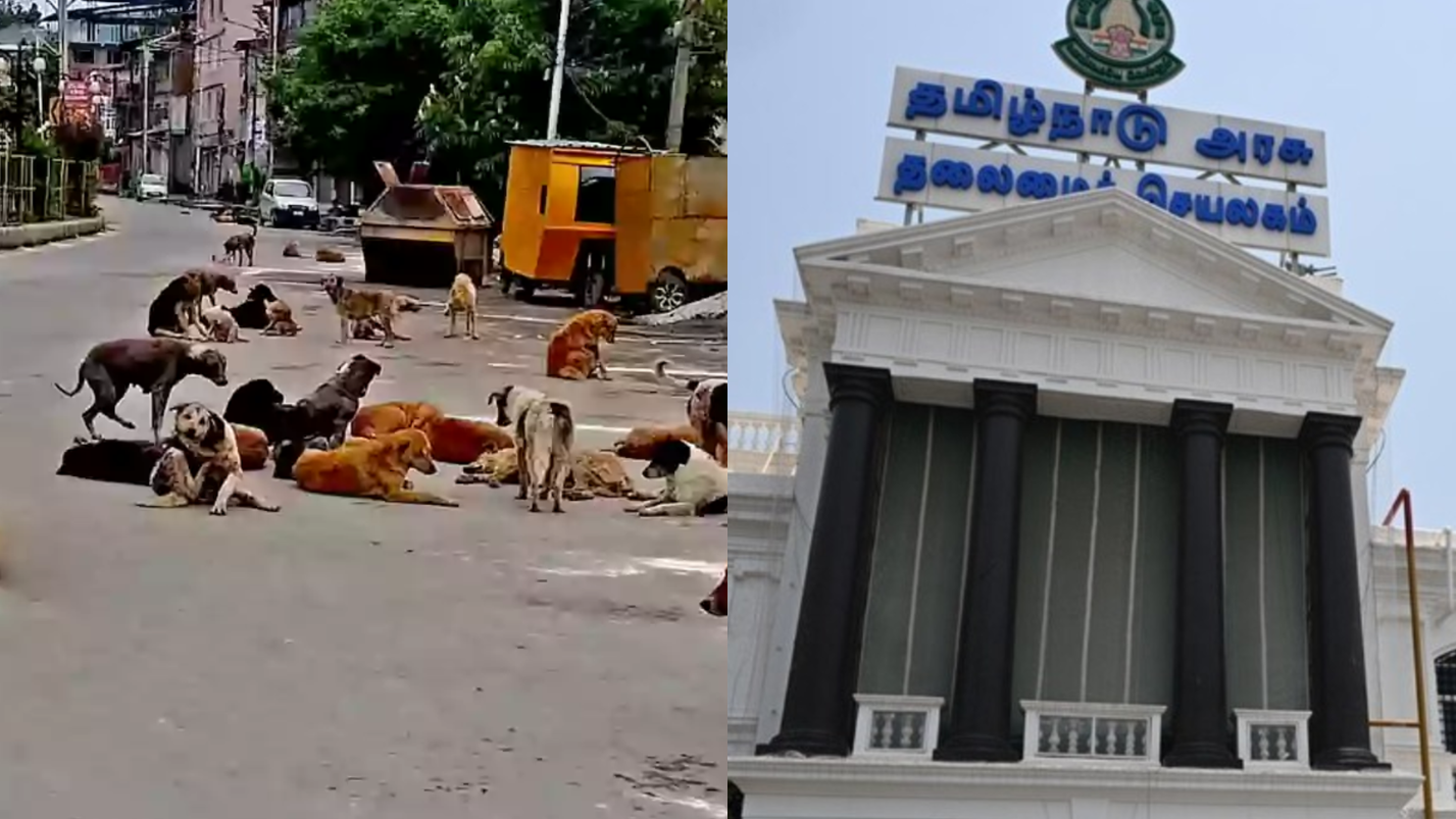 Tamil Nadu govt allows euthanasia of stray dogs!