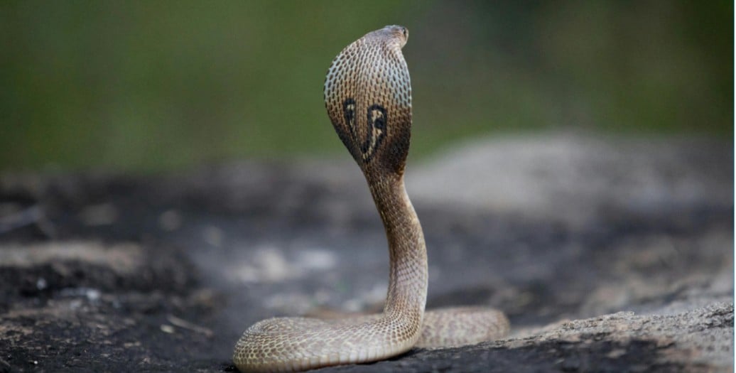 World Snake Day July 16th 2025