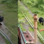 Forest Department chases away bear that entered home