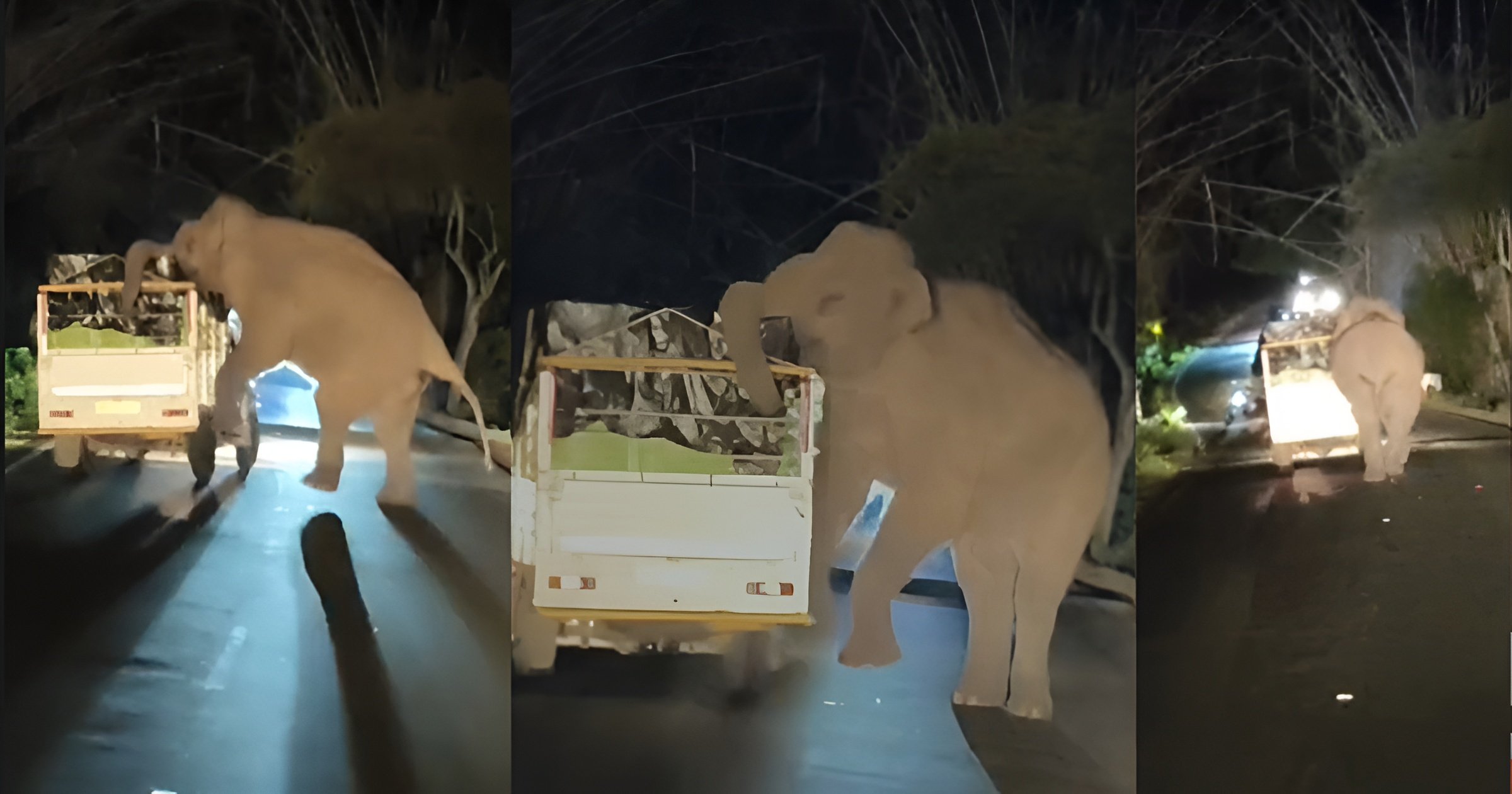 Wild elephant forages for food in a cargo truck