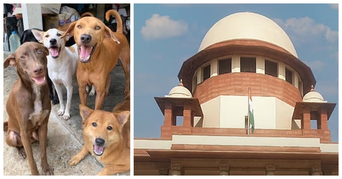 SC Stray Dogs