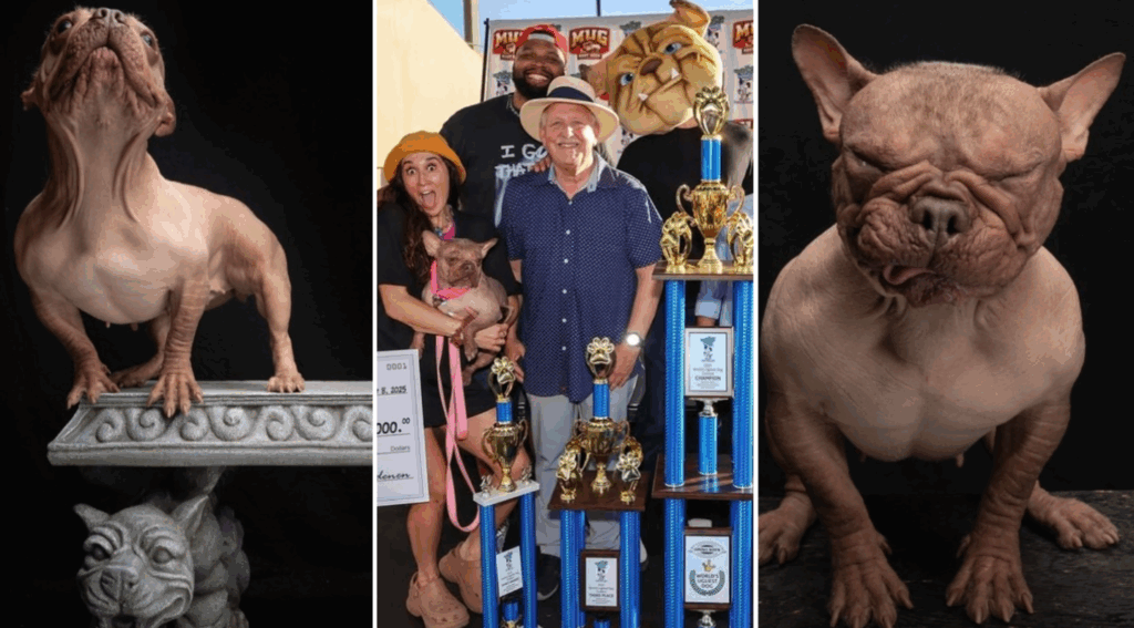world ugliest dog won 4 lakh prize