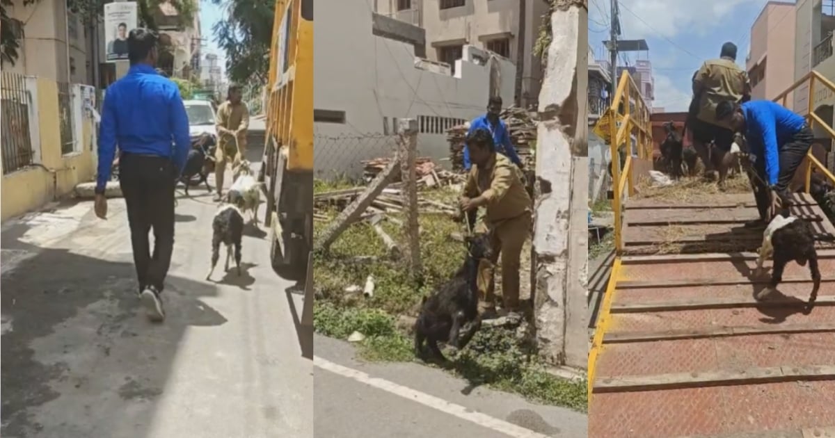coimbatore Corporation officials seize goats