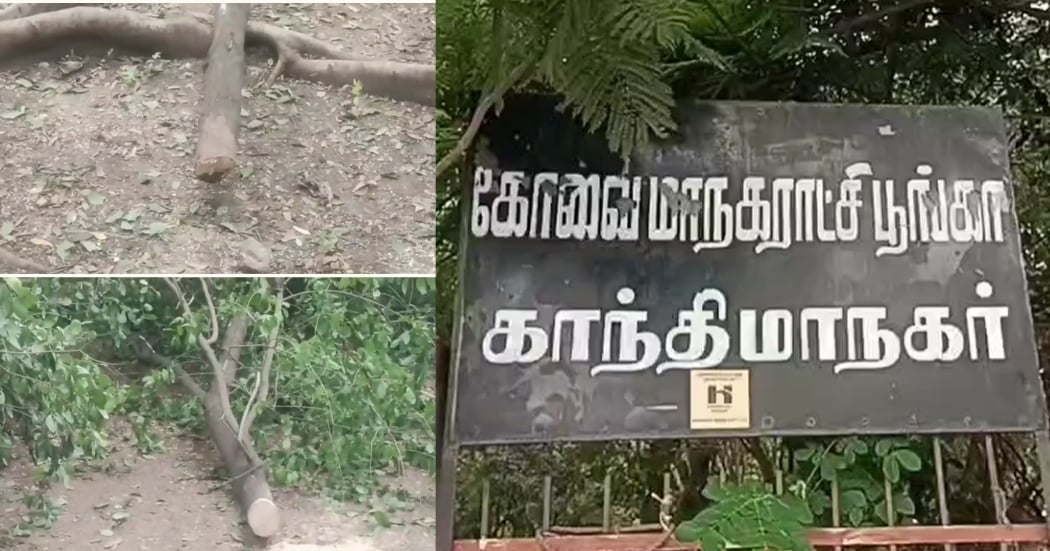 sandalwood trees stolen from Corporation Park