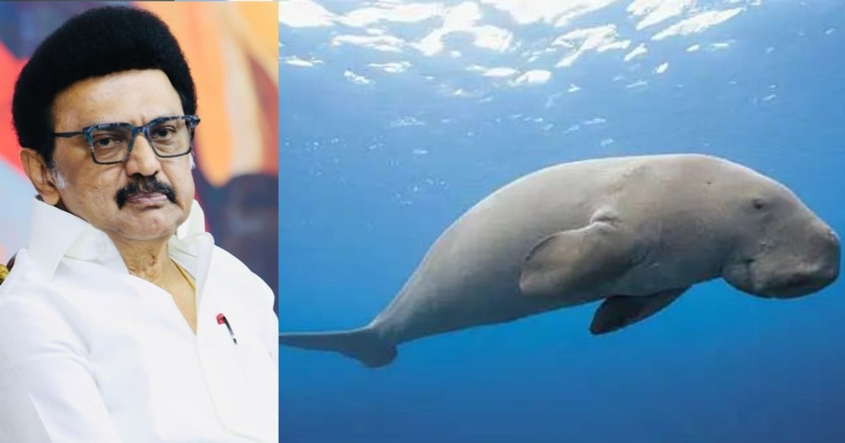 Dugong Sanctuary receives global recognition