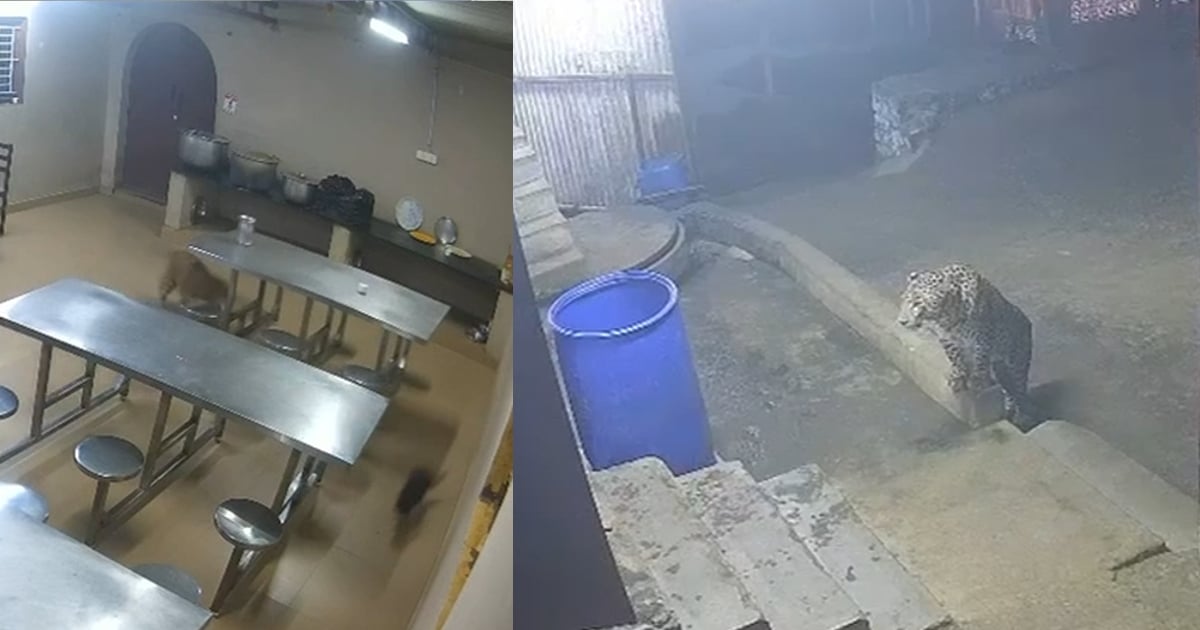 Viral video of a leopard chasing a cat