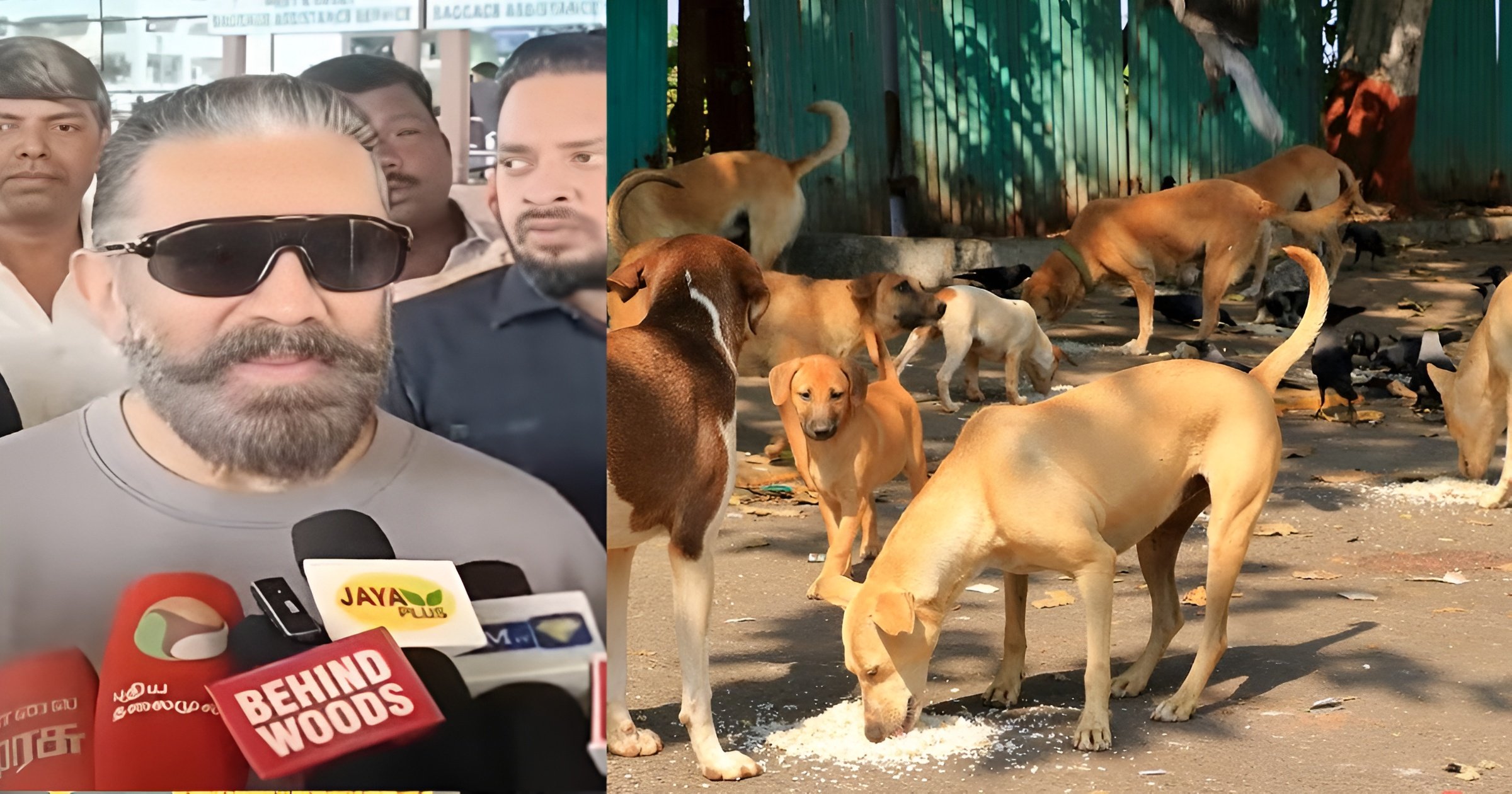 Kamal response on the stray dog ​​controversy
