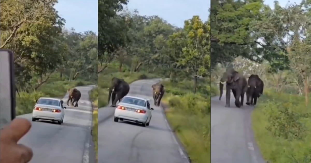 Video of wild elephants chasing vehicle goes viral