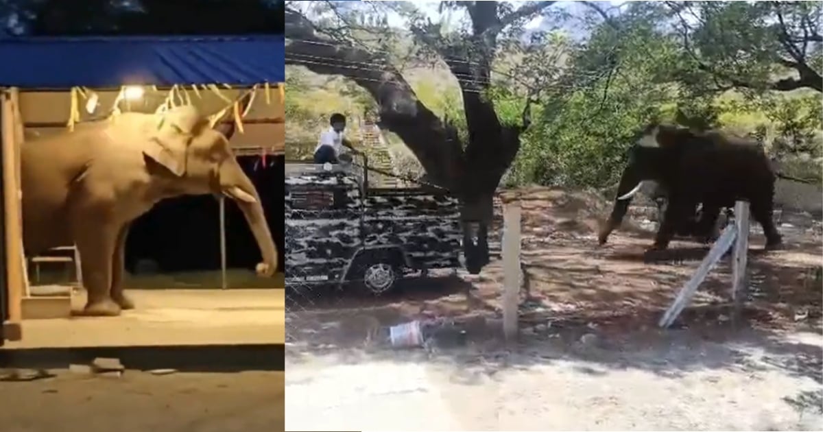 elephant chases away forest department vehicle