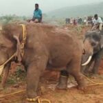 Rolex elephant caught on rampage in Coimbatore