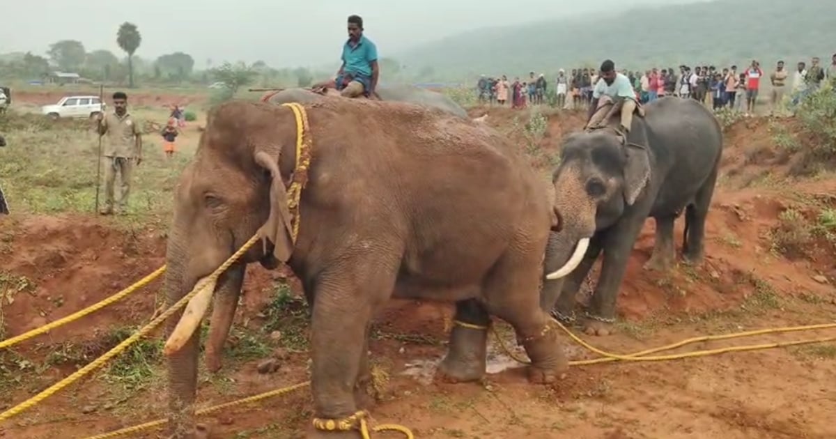 Rolex elephant caught on rampage in Coimbatore