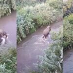 A horned wild elephant that entered the village