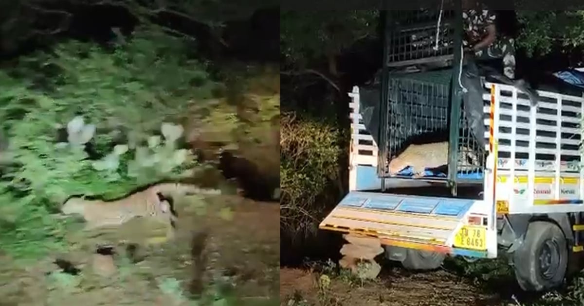 Forest officials release leopard in forest area