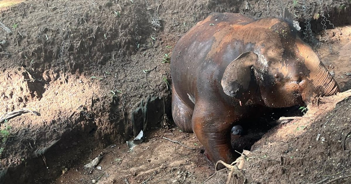 Elephant dies after getting stuck in a Trench