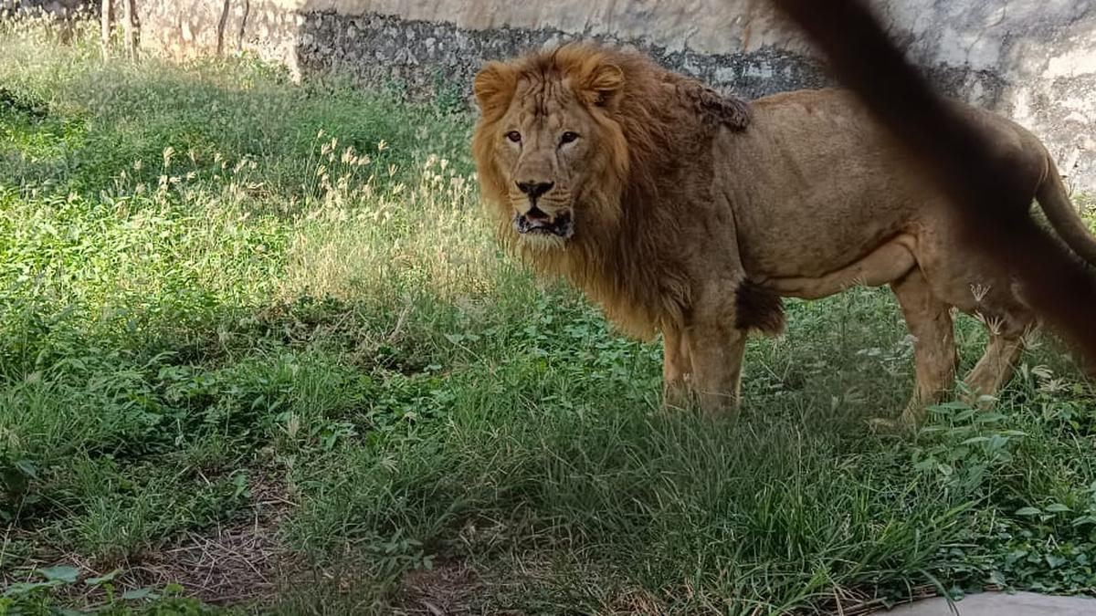 tension ahead on missing lion in vandalur zoo?