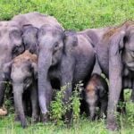 deaths of displaced wild elephants