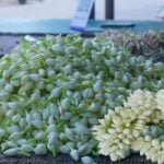 தமிழகத்தில் பொங்கல் திருநாள் நெருங்கி விரும் நிலையில் நிலக்கோட்டை மலர் சந்தையில் ஒரு கிலோ மல்லிகைப்பூ ரூ. 10000க்கு விற்பனை செய்யப்படுவது பெரும் அதிர்ச்சியை ஏற்படுத்தி உள்ளது.