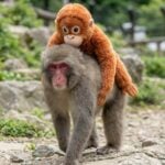 punch kun japanese macaque viral monkey toy story ichikawa zoo