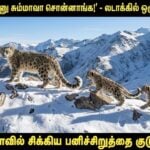 viral snow leopard family video ladakh india rare sighting conservation success tamil