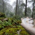 zsi discovers new species two pronged bristletail sikkim himalayas 2026