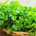 How to keep coriander leaves fresh for Long Days