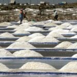 TN salt corporation recruitment 2026