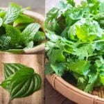 Mint, coriander, and betel leaves are cooling in summer