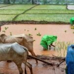 less rainfall will spoil your household budget foods may become expensive