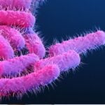 Shigella