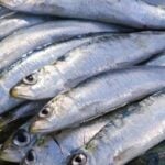 Benefits of eating Mathi fish Heart health to hair growth