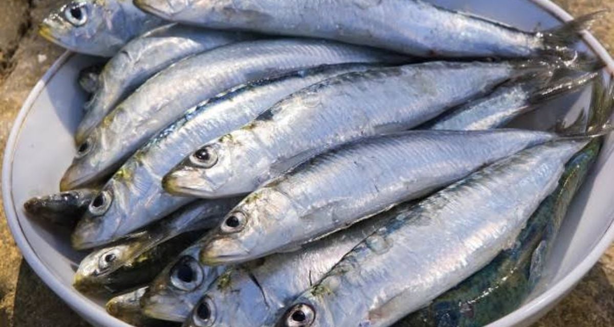Benefits of eating Mathi fish Heart health to hair growth