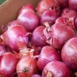 Onion Procurement Price 2125