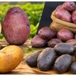 Kufri Jamunia Potato