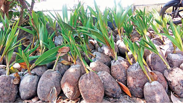 arasampati coconut farmers meet mk stalin