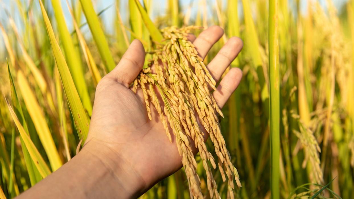 12500 cr allocate for food safety in tn agri budget