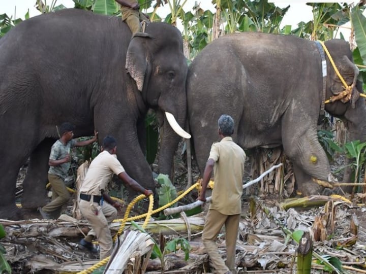 people reject to leave magna elephant in forest