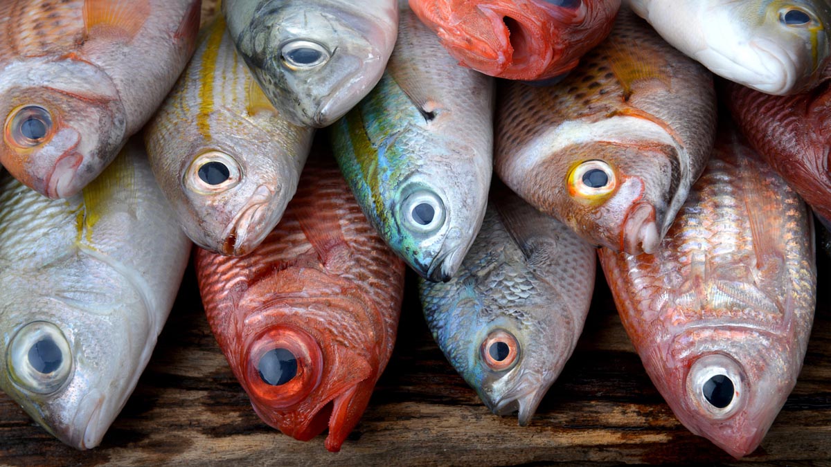 How to buy fresh fish and seafood