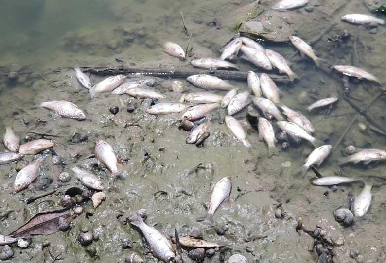 heavy Metals in Veeranam Lake finds study on birds