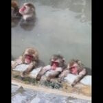 monkeys sleeping in pond video