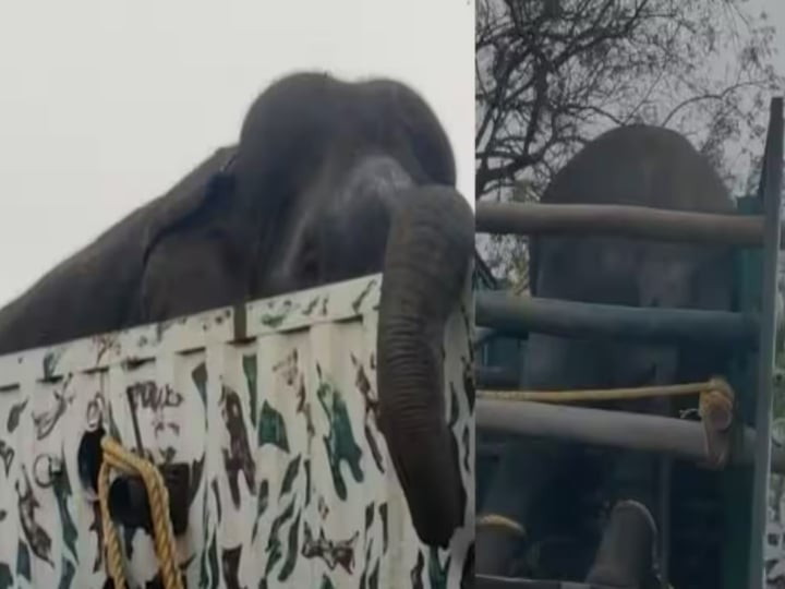 people reject to leave magna elephant in forest