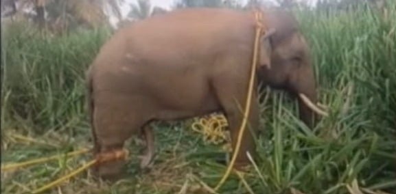 thalavadi karuppan elephant capture